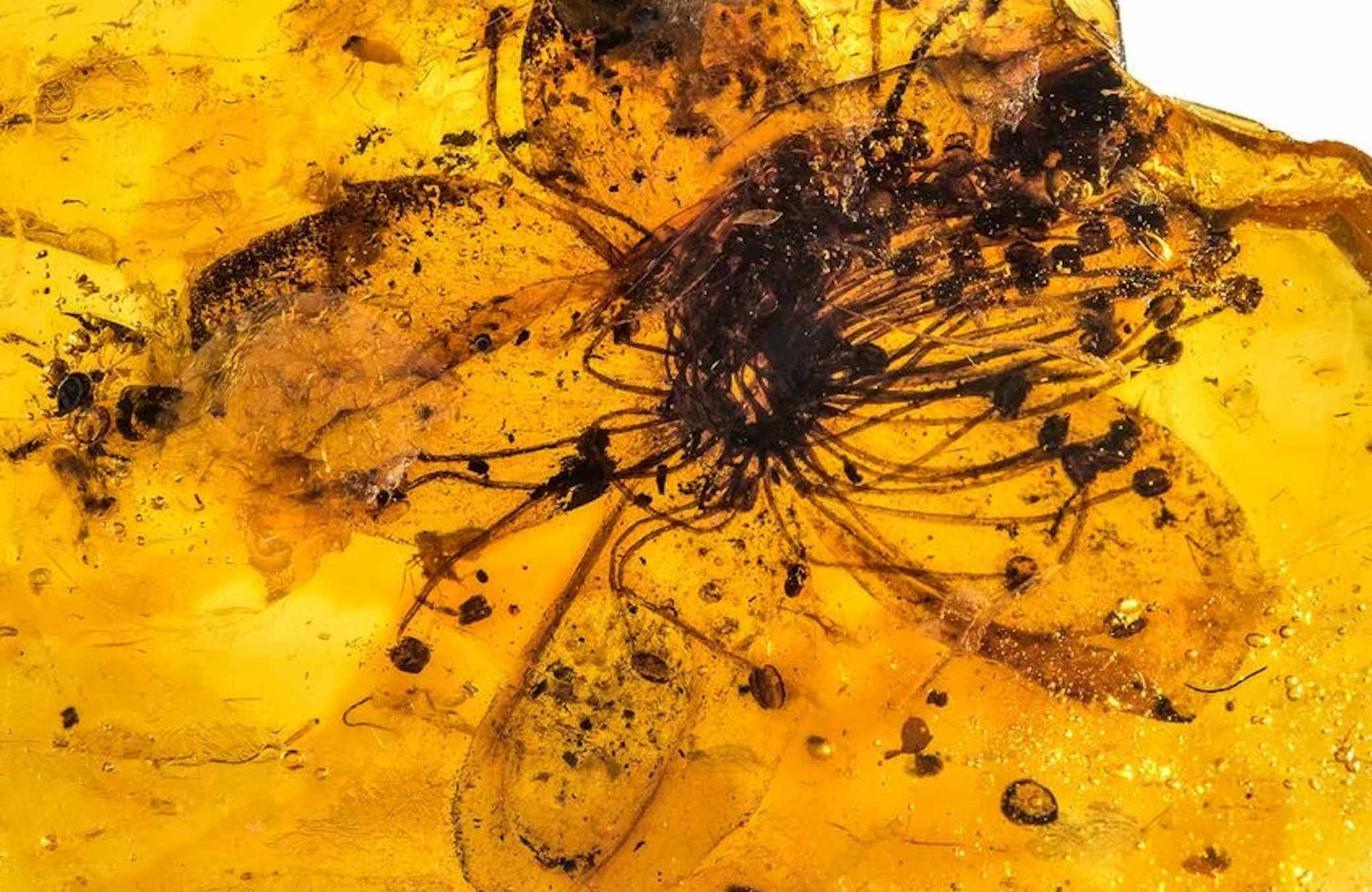 The Allure of Floral Amber in the Fragrance World Grace de Monaco